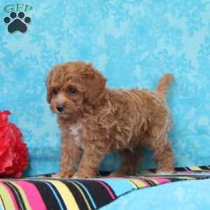 Crocus, Cavapoo Puppy